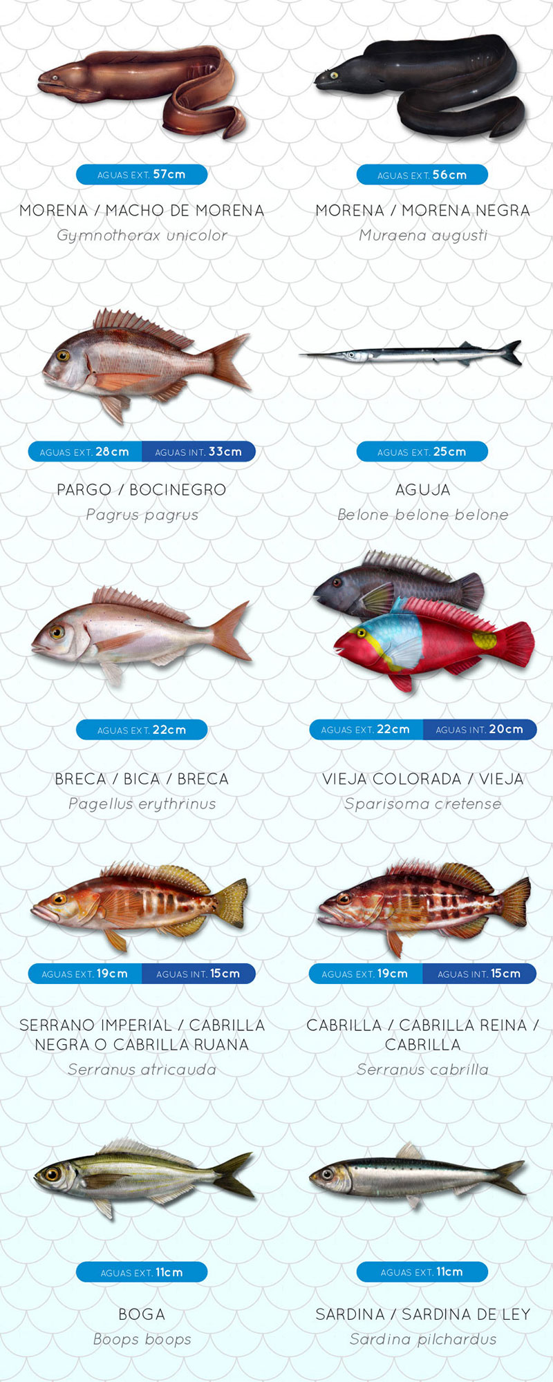 tallas_minimas_Canarias_web_2