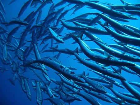 Grand banc de poissons prédateurs à Ténérife, dont la pêche est autorisée avec un permis de pêche