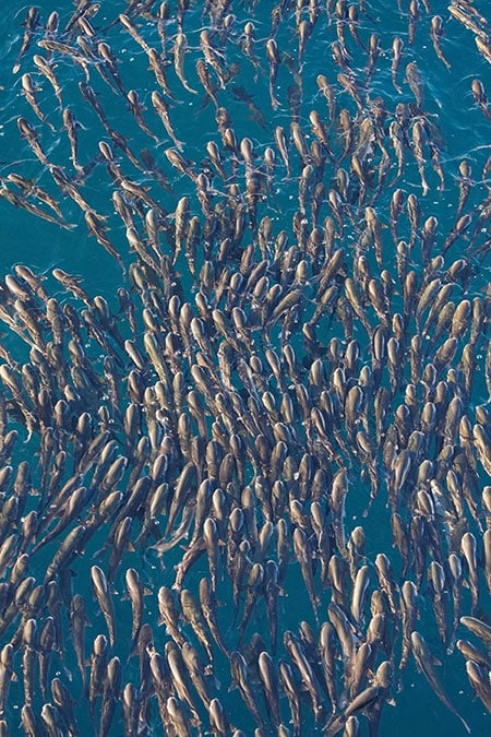 Un immense banc de poissons dans l'océan Atlantique, près de Ténérife, vu du ciel