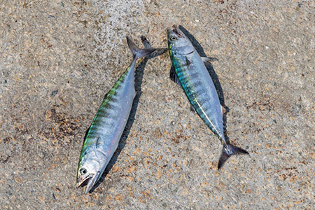 deux maquereaux pêchés à Ténérife pour la consommation, avec un permis de pêche