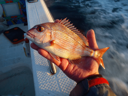 Dorade, espèce de poisson que l'on peut pêcher à Ibiza