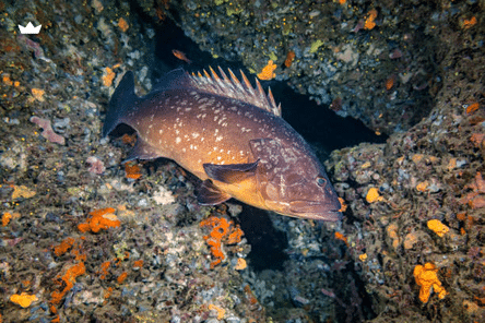 Merou Brun, espèce de poisson que l'on peut pêcher à Ibiza