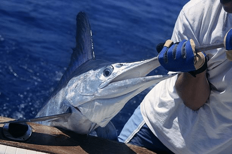 À Lanzarote, vous pouvez pêcher une grande variété d'espèces de poissons avec votre permis de pêche, comme l'espadon