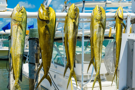 À Lanzarote, vous pouvez pêcher une grande variété d'espèces de poissons avec votre permis de pêche, comme le mahimahi