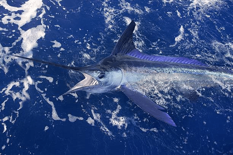 À Lanzarote, vous pouvez pêcher une grande variété d'espèces de poissons avec votre permis de pêche