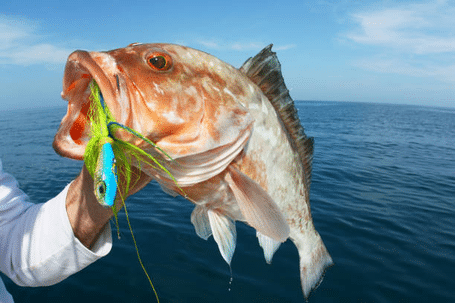 Poisson coloré pêché à la dandinette en mer au large de Minorque, avec un permis de pêche en règle